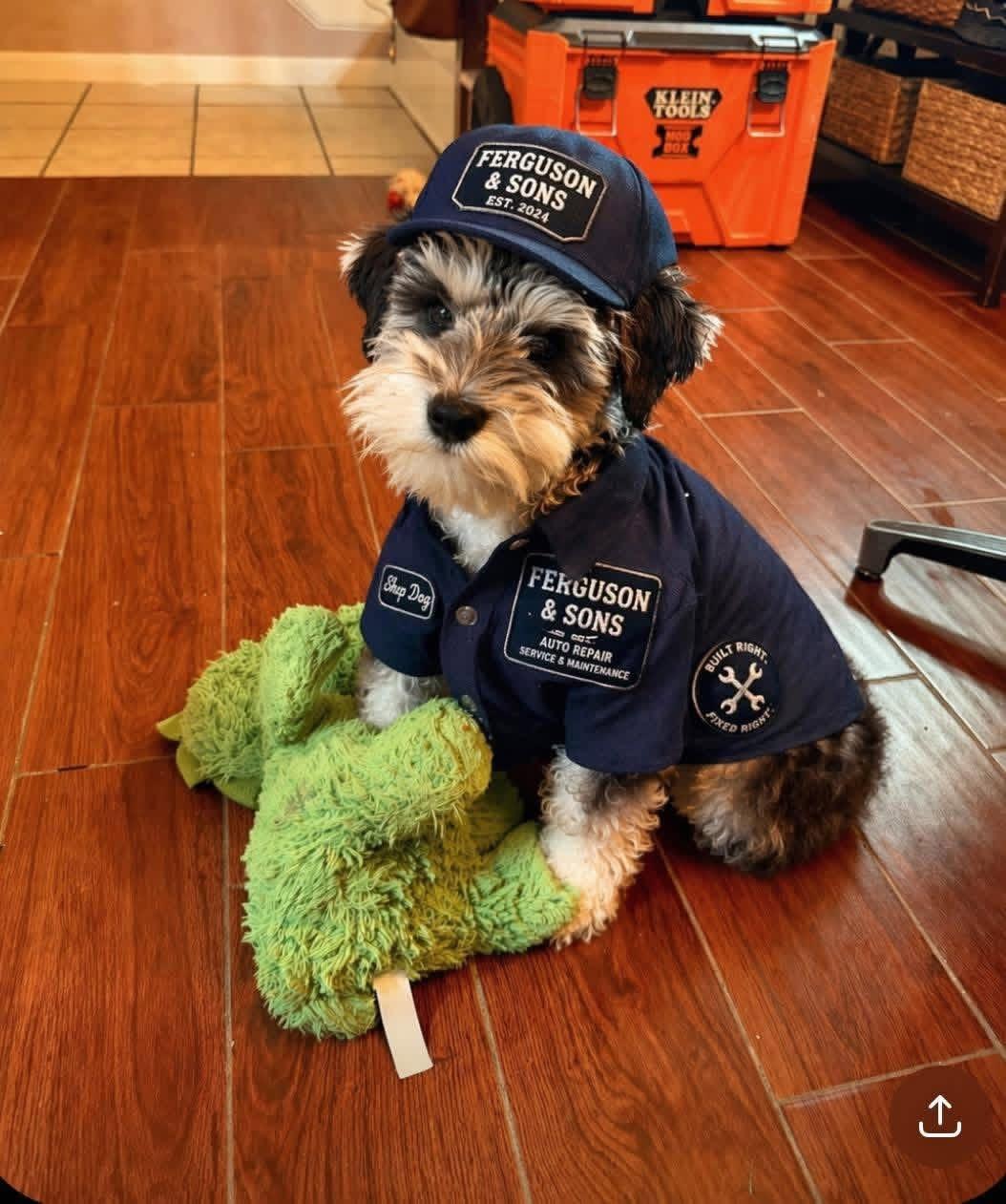 Ferguson family dog wearing Ferguson & Sons apparel